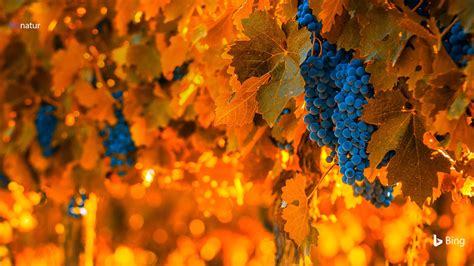 Grapes On The Vine In Mendoza Argentina © Javarman3istockgetty