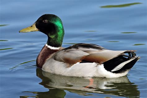 The Meaning And Symbolism Of The Word Duck