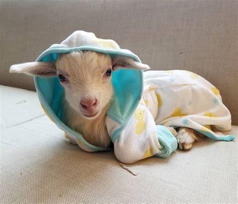Goats Of Anarchy Goatsofanarchy On Instagram “tater Tot Is Kinda