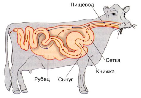 Тело коровы строение коровы описание внутренних органов и систем