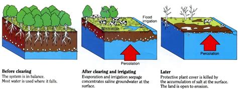 Effects On The Environment Soil Salinity In Western Australia