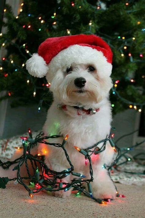 Pin By Becky Tilley On Chien Dog Christmas Photos Christmas Puppy