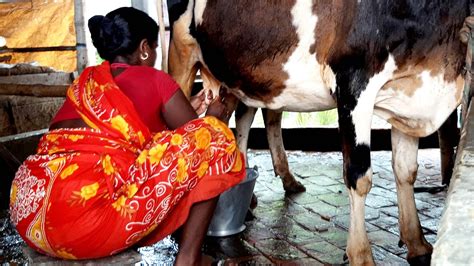 Beautiful Woman Milking A Cow By Hand। Village Life Of Bangladesh