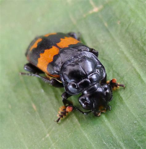 Gay Burying Beetles Show Adaptive Purpose Of Homosexuality
