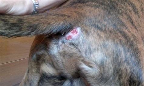 Fistola perianale cane: sintomi, cause e cure | Depurarsi ...