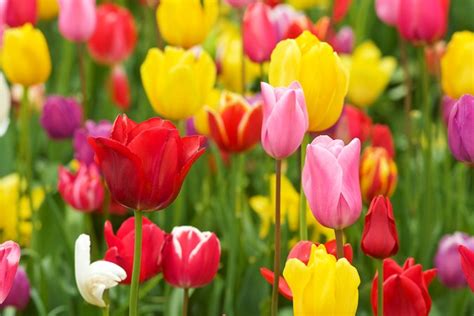 The Top 20 Spring Flowering Bulbs Garden Design