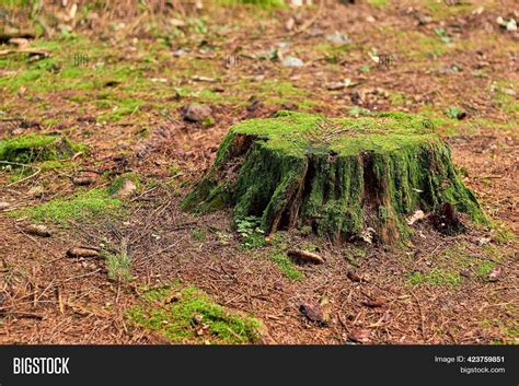 Pine Stump Felled Tree Image Photo Free Trial Bigstock