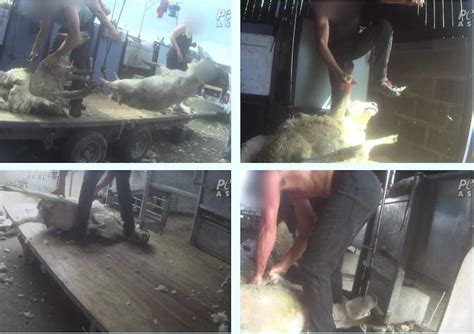 Sheep In The Uk Beaten Stamped On Cut And Killed For Wool