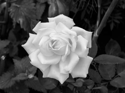 White Rose In Bloom · Free Stock Photo