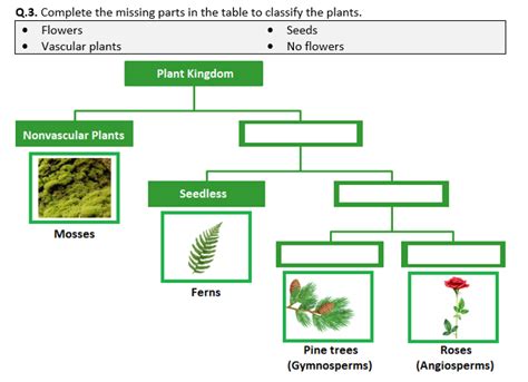 Plant Classification Worksheet