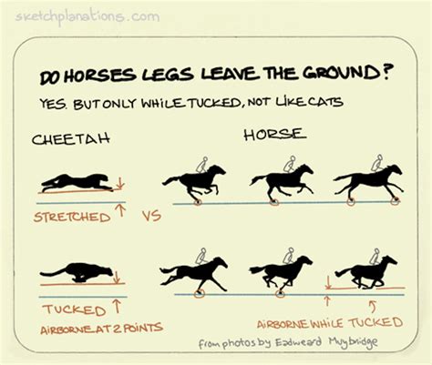 Do Horses Legs Leave The Ground At A Gallop Sketchplanations