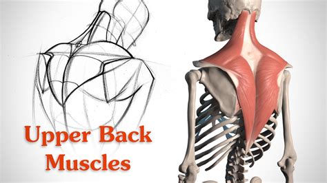How To Draw The Upper Back Muscles Anatomy And Motion Proko