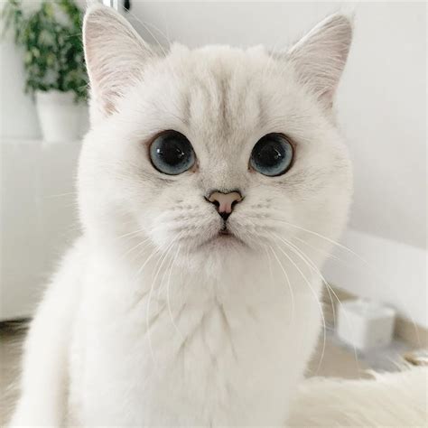 Beautiful Creamy White Cat With Cute Eyes Gatti Carini Cucciolo Di