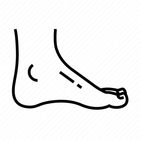 Anatomy Ankle Body Parts Icon