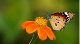Photos of The Butterfly Flower