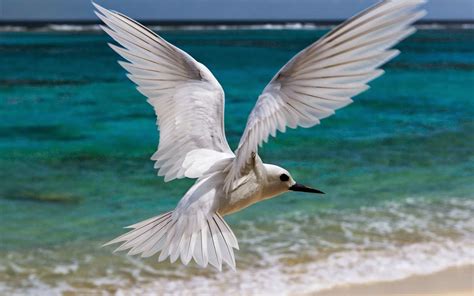 Schönster Fliegender Vogel Tiere Und Vögel Tapete 1600x1000