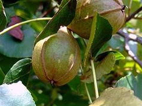 More images for identifying tree nuts » What Is a Hickory Nut? | Hunker