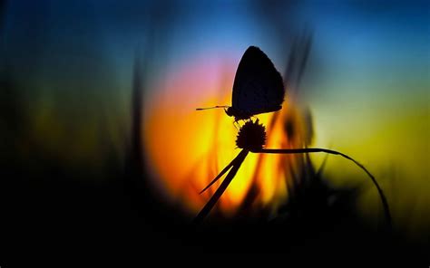 Nature Macro Flowers Butterfly Silhouette Wallpapers Hd Desktop And Mobile Backgrounds