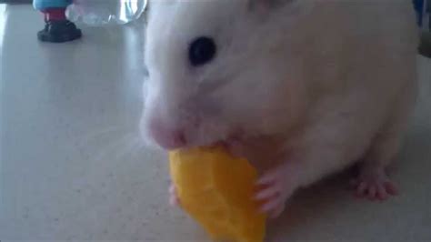 Adorable Hamster Eating Cheese Youtube