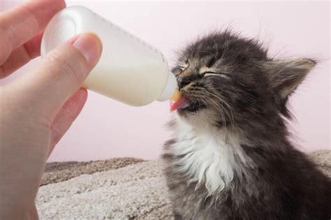 the complete guide to bottle feeding kittens