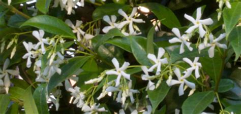 I fiori sono profumatissimi e molto belli. Piante Rampicanti Fiorite | Trachelospermum Jamisnoides (Ryncospermum) | Falso Gelsomino