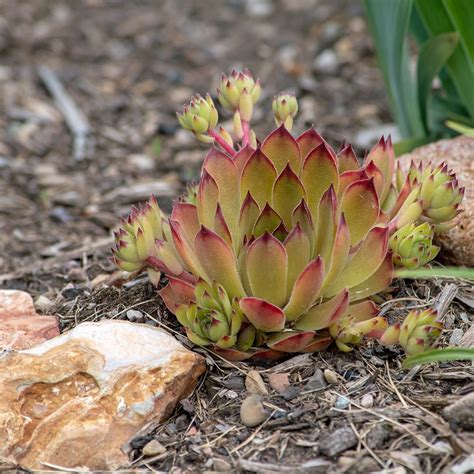 Photo Of The Entire Plant Of Hen And Chicks Sempervivum Lenniks