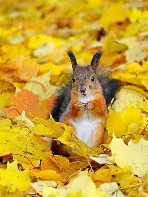 23 Funny Fall Animal Pictures That Are So Cute Youll Smile