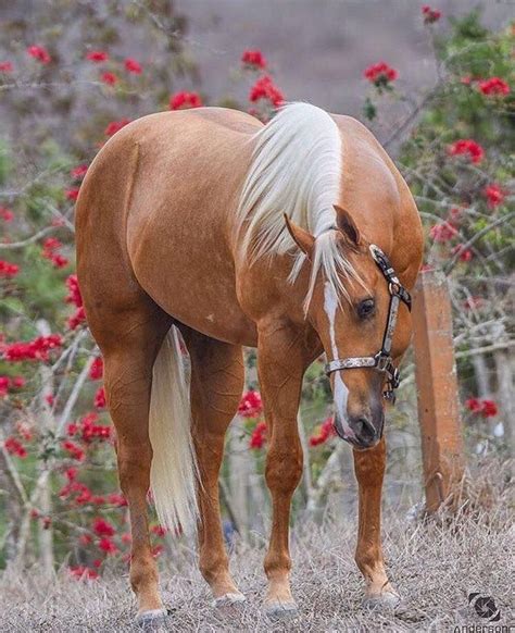 Golden Palomino Palomino Horse Horses Horse Breeds