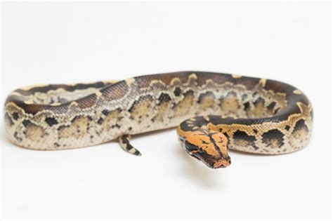 Premium Photo Borneo Shorttailed Blood Python Snake Python Curtus