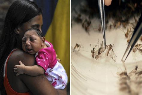 Zika Virus No Longer A World Public Health Emergency Who