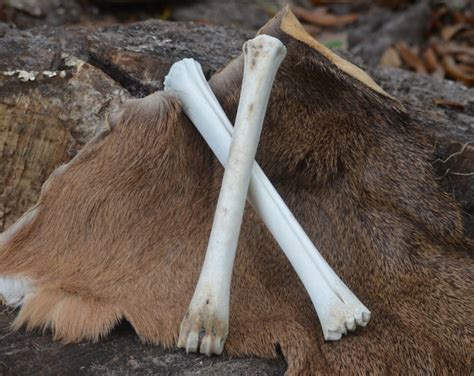 Deer Leg Bones Set Of 2 Etsy