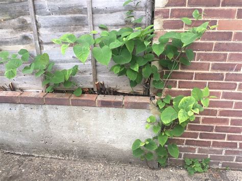 How To Kill Japanese Knotweed Treatments And Misconceptions