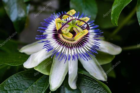 Blue Flower Passiflora Passiflora Caerulea Leaves Tropical Garden
