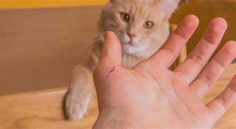In Depth Look Into Bartonella Cat Scratch Fever Pin Paws