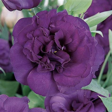Burpee two tier grow light let's you grow like a pro. ABC™ 3 Purple Lisianthus