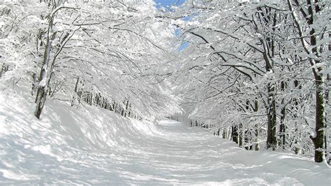 Snow White Tree Winter Hd High Definition Wallpapers ~ Amazing World Gallery