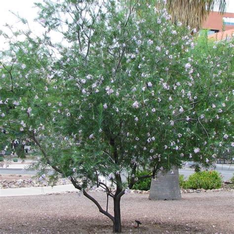 Desert Willow Tree Arizona Care Ideal E Zine Photography