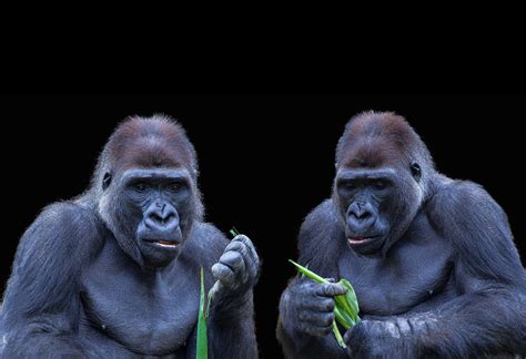 Two Gorillas · Free Photo