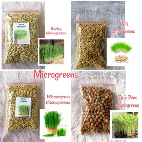 Microgreens Seedsmicrogreens Sprouts Seeds Salad Shopee Philippines