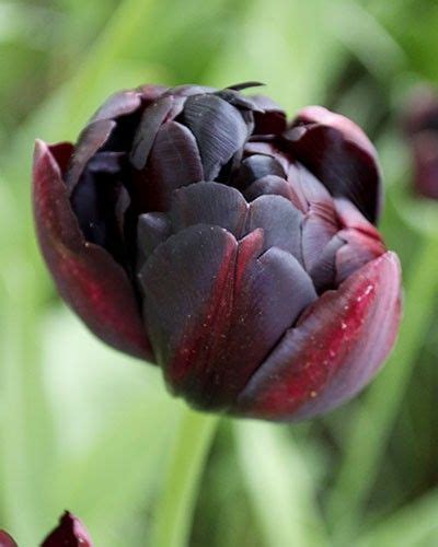 Tulip Black Hero Black Tulips Tulips Black Tulips Fall Plants