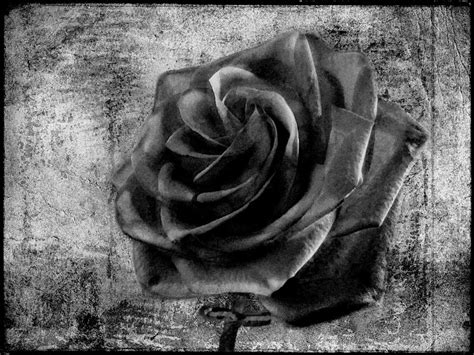 Rosa Bild Black Rose Wallpaper Full Hd