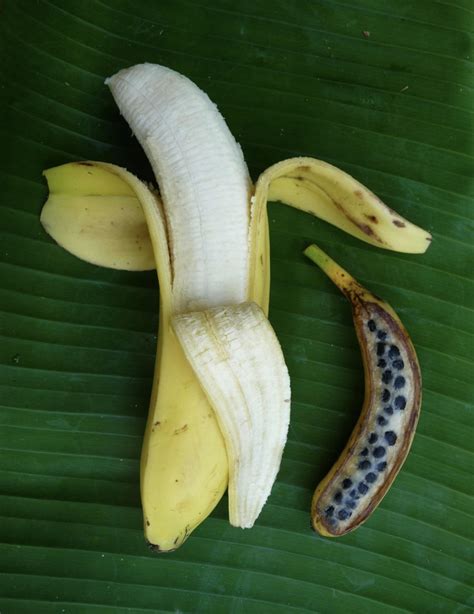 Todays Banana Left Next To Its Ancestor Right Rinterestingasfuck