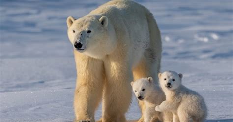 Without Climate Change Polar Bears Would Not Exist