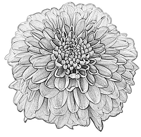 Dahlia Drawing Blossom Bloom Png Picpng