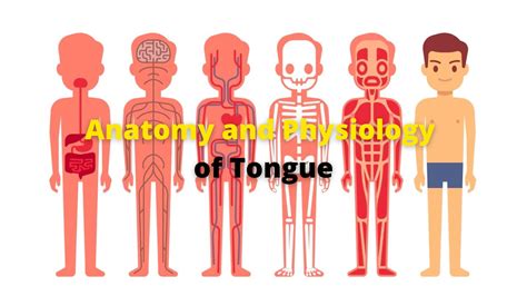 Anatomy And Physiology Of Tongue