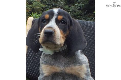 Adopt a bluetick coonhound puppy today! Meet Roscoe a cute Bluetick Coonhound puppy for sale for ...