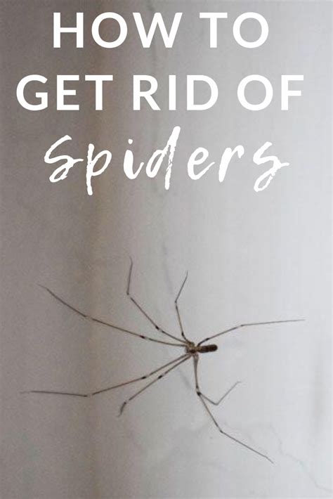How To Get Rid Of Spiders 17 Easy Tips That Really Work Expert