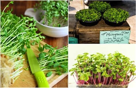 10 Intensely Flavorful Microgreens Everyone Can Grow Indoors