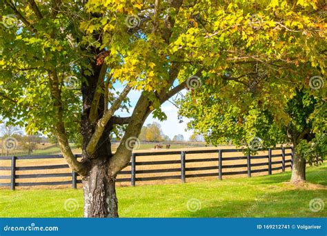 Beautiful Country Landscape With Colorful Tree And Pastures Of Horse