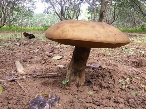 Giant Mushrooms Appear In Mass In Hue